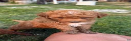 Mini Aussiedoodle dogs for sale: Blaze - Ad 8