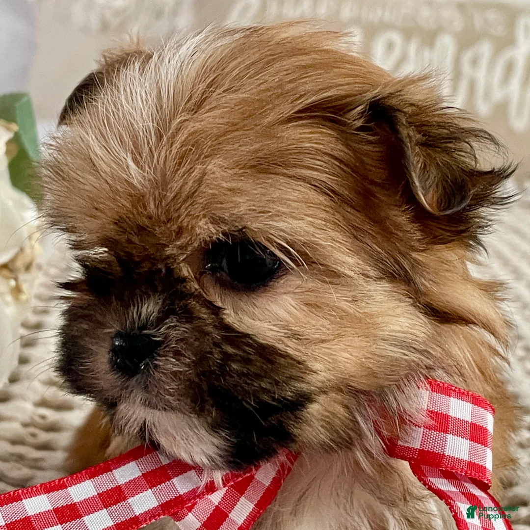 Morkie dogs for sale: Teacup Nugget - Ad 3