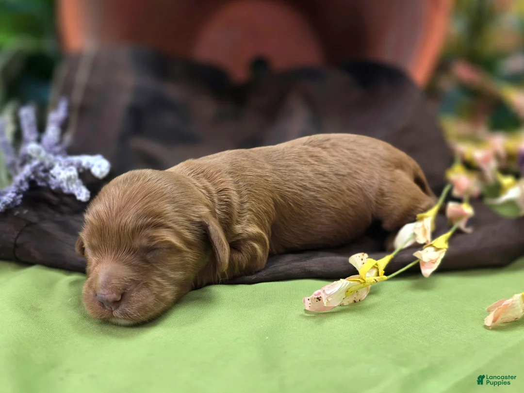 Cockapoo dogs for sale: Poppy - Ad 2