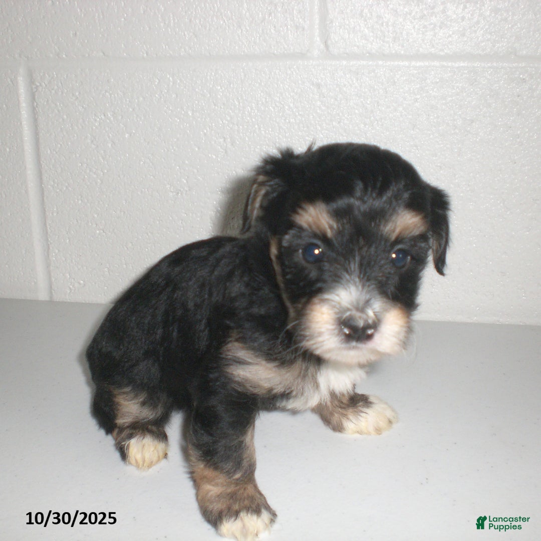 Yorkiepoo dogs for sale: Tina - Ad 15