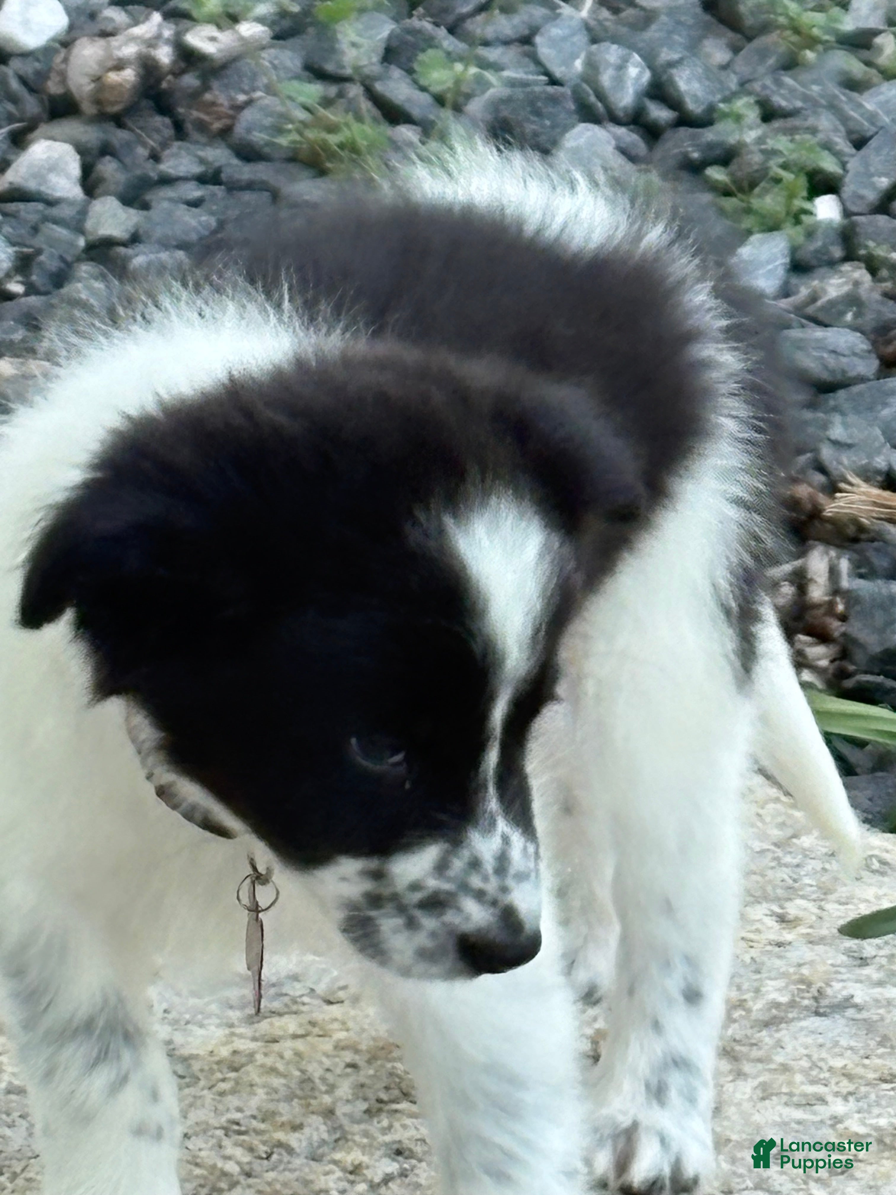 Border Collie dogs Richard - Ad 2