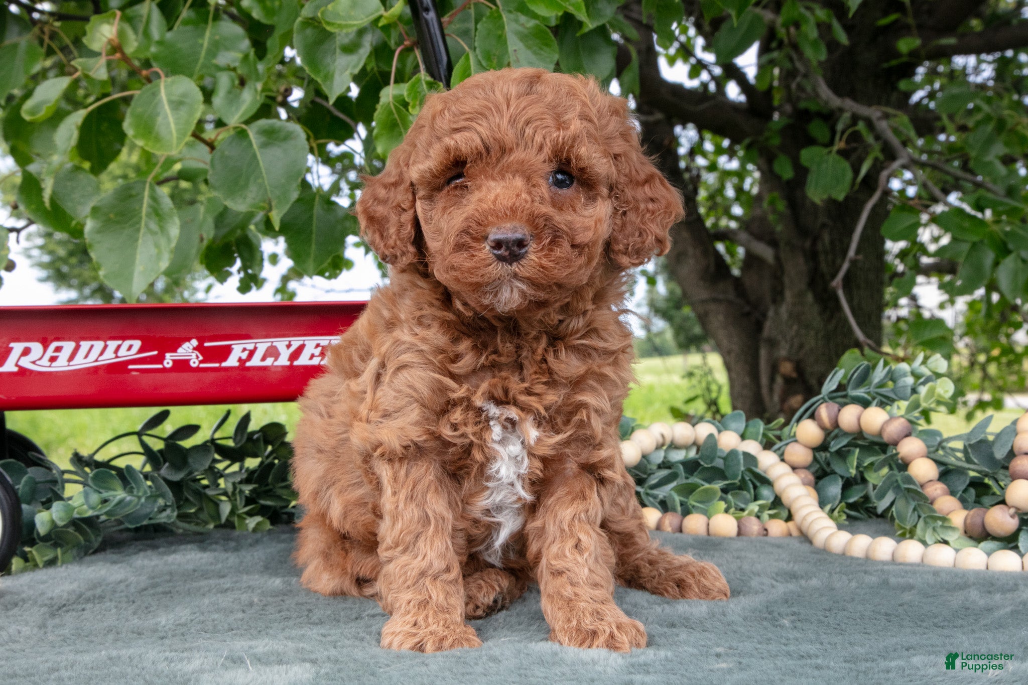 Miniature Poodle dogs Sadie - Ad 2