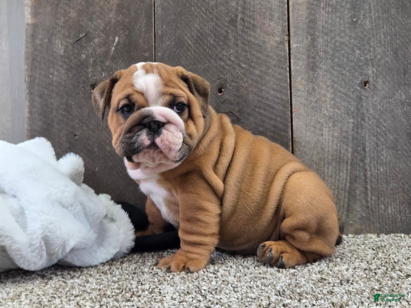 English Bulldog dogs Mack - Ad 1