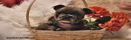 Frenchton dogs for sale: Pepper - Ad 4