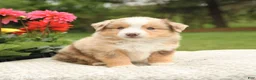 Miniature Australian Shepherd dogs for sale: Sherwin - Ad 4