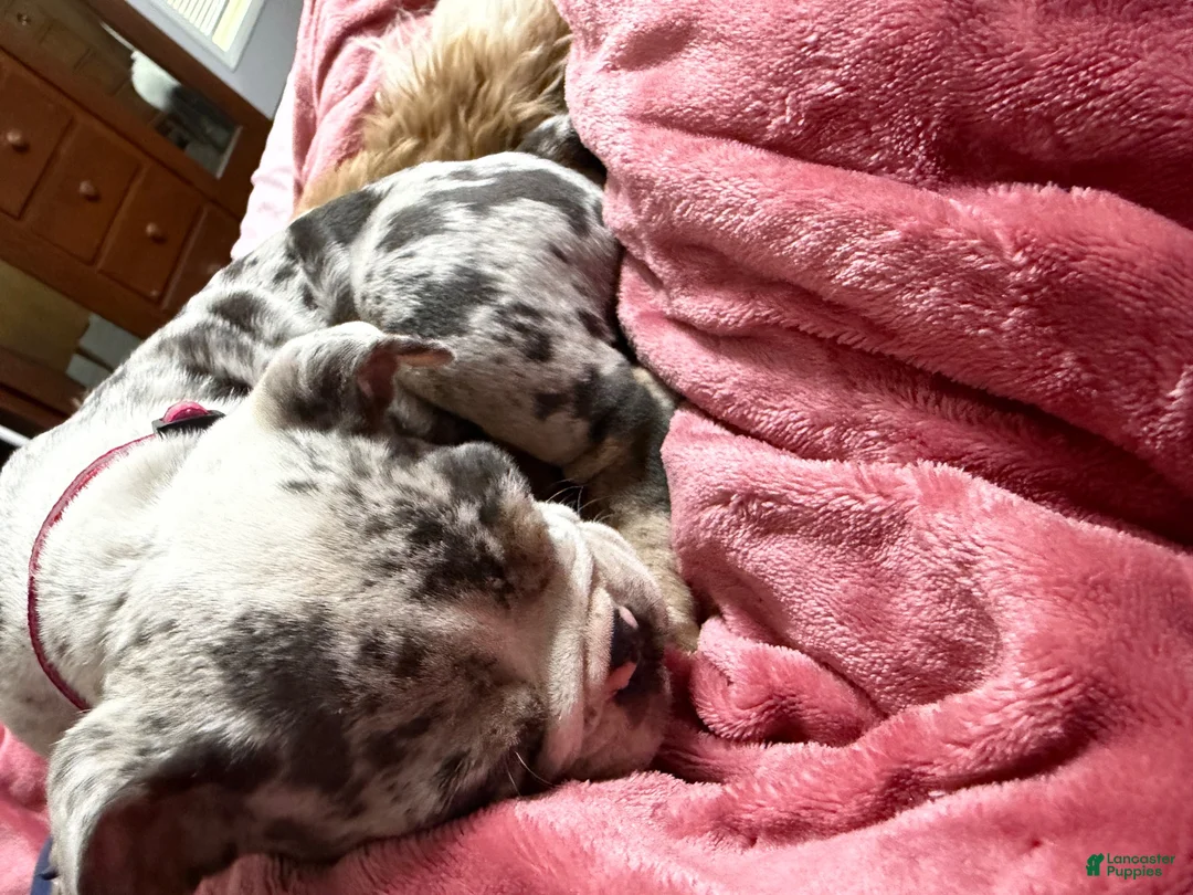English Bulldog dogs for sale: English Bulldog 1 - Ad 1