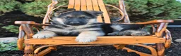 German Shepherd dogs for sale: Deisel - Ad 1