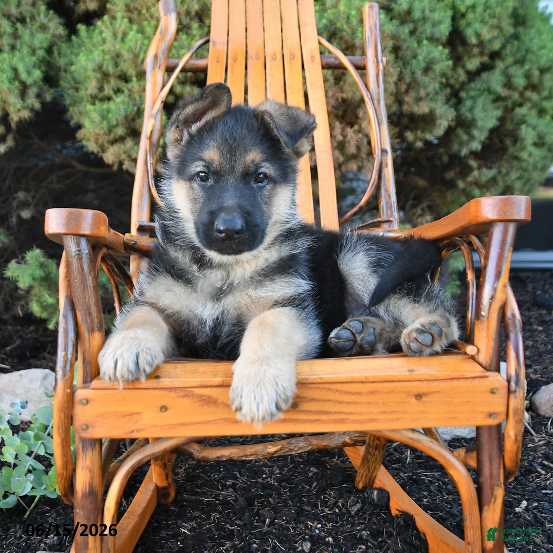 German Shepherd dogs for sale: Deisel - Ad 1