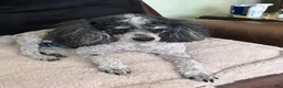 Miniature Poodle dogs for sale: Jewels - Ad 3