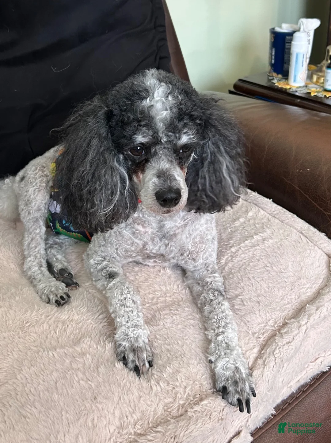 Miniature Poodle dogs for sale: Jewels - Ad 3