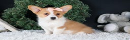 Welsh Corgi Pembroke dogs for sale: Iris - Ad 13