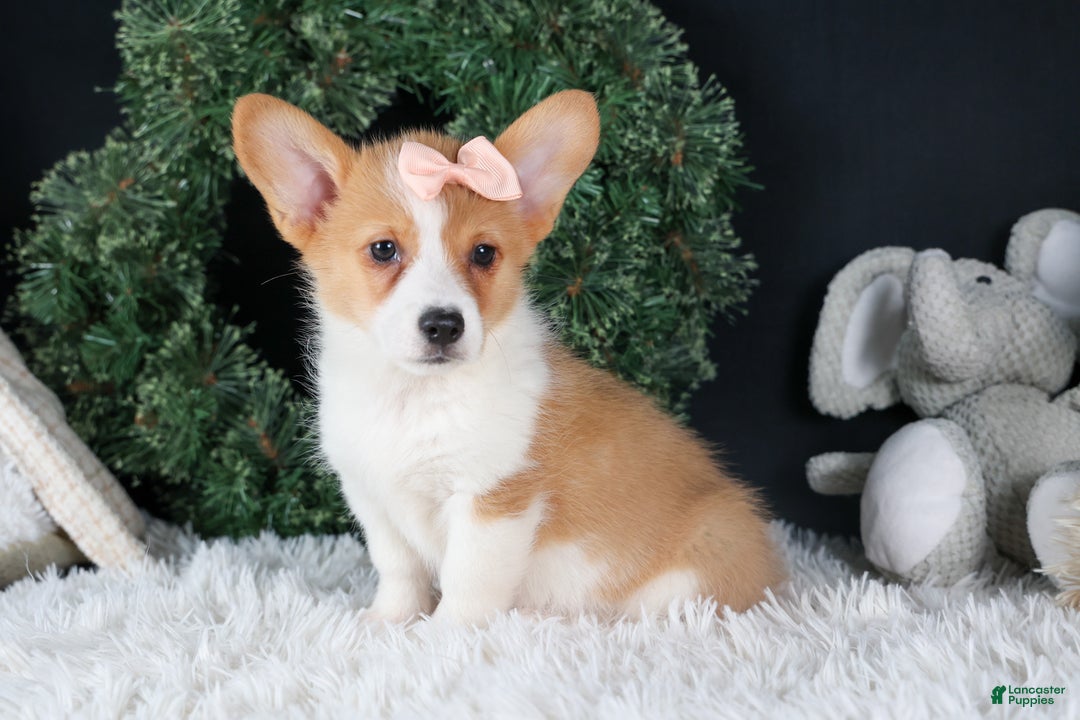 Welsh Corgi Pembroke dogs for sale: Iris - Ad 13
