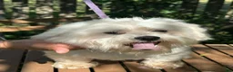 Maltese dogs for sale: Maltese 3 - Ad 4