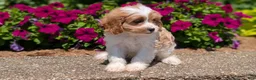Cavapoo dogs for sale: Rayna - Ad 7