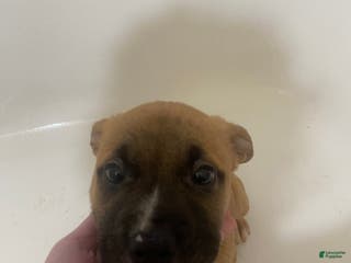 Mixed Breed dogs Poppy - Ad 8