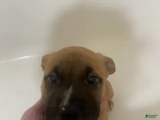 Mixed Breed dogs Poppy - Ad 4