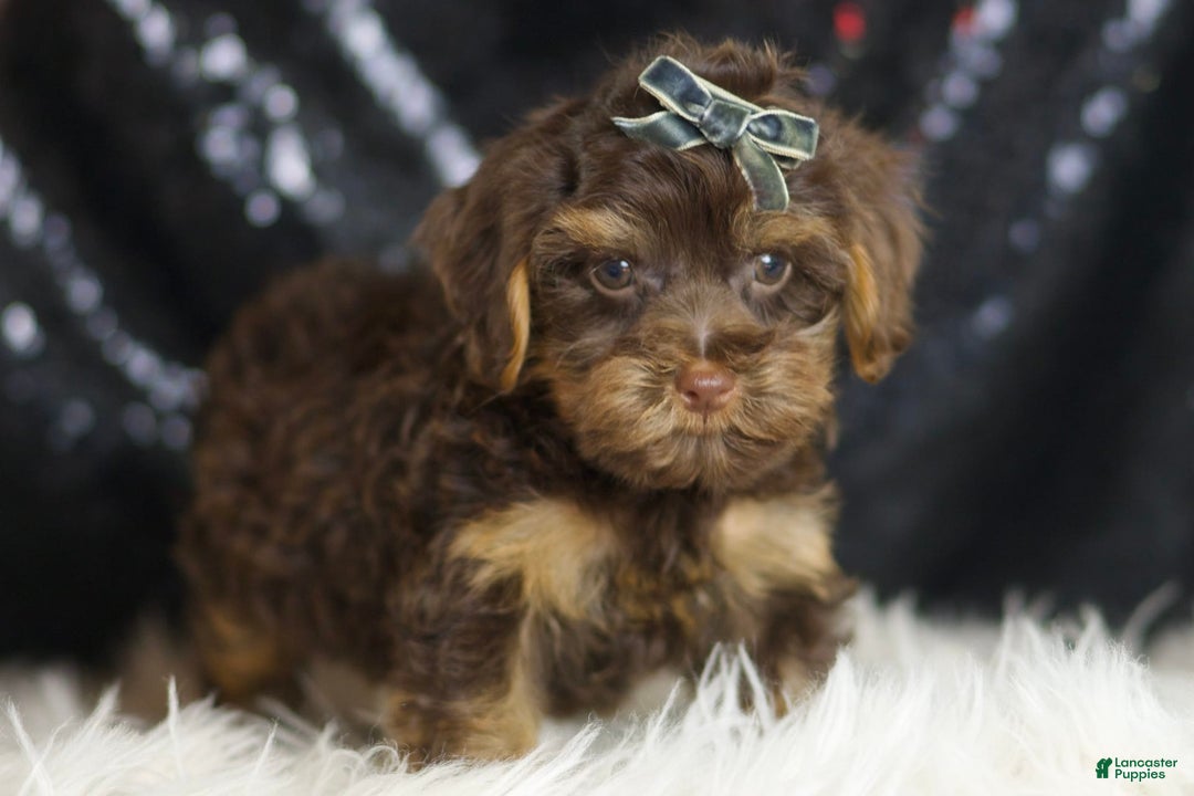 Yorkiepoo dogs for sale: Bugatti - Ad 4