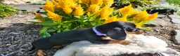 Miniature Dachshund dogs for sale: Zurie - Ad 4