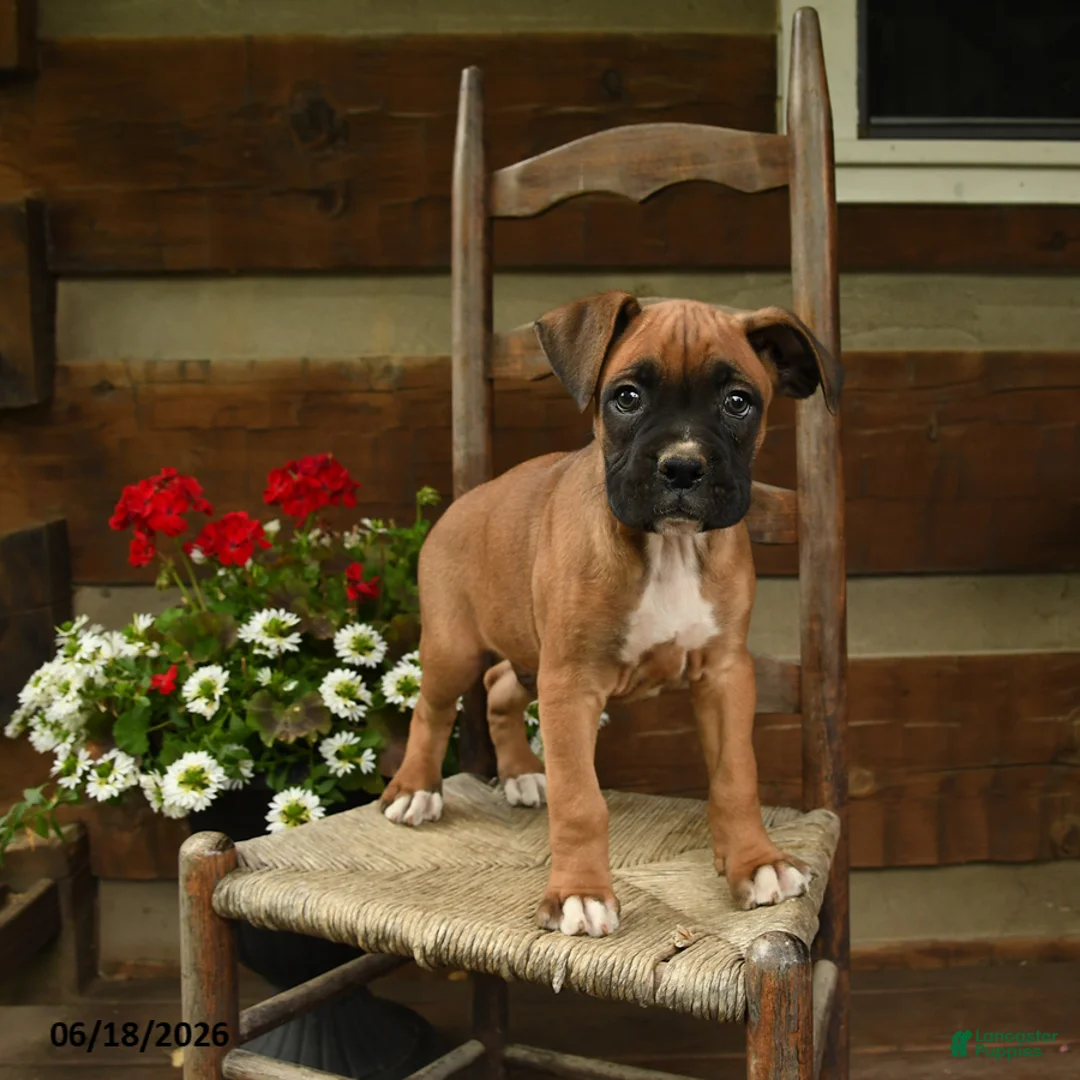 Boxer dogs for sale: Boomer - Ad 3