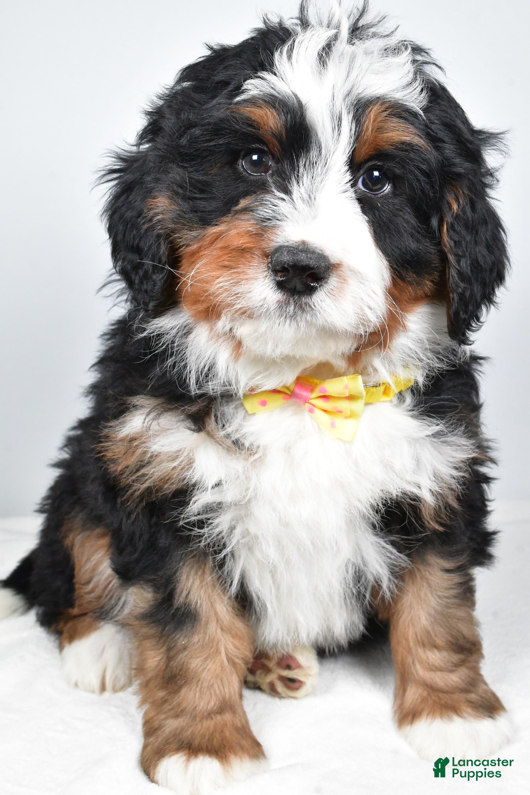 Mini Bernedoodle dogs Ashton - Ad 23