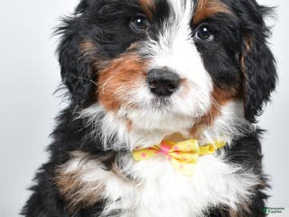 Mini Bernedoodle dogs Ashton - Ad 15