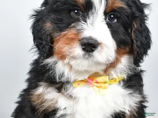 Mini Bernedoodle dogs Ashton - Ad 38