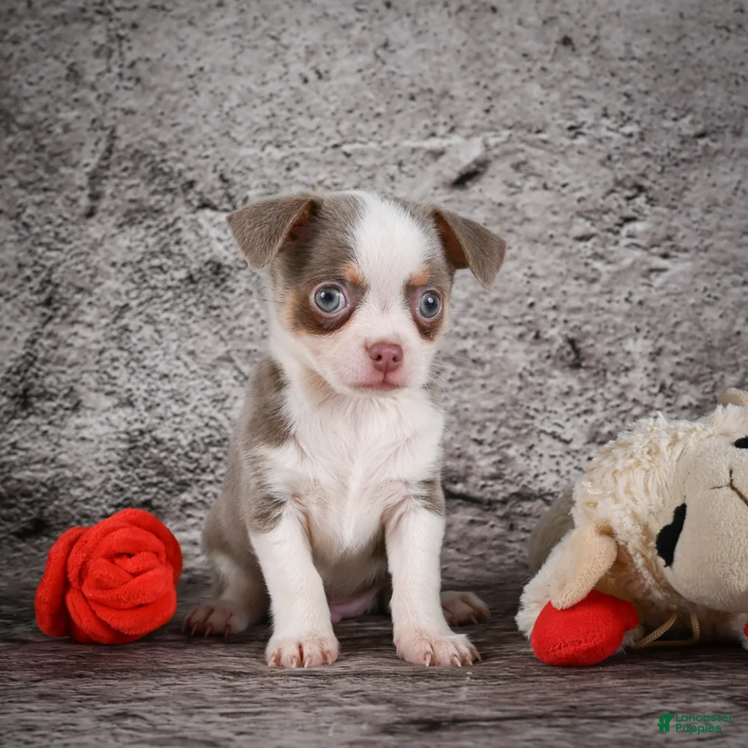 Chihuahua dogs for sale: Zane - Ad 2
