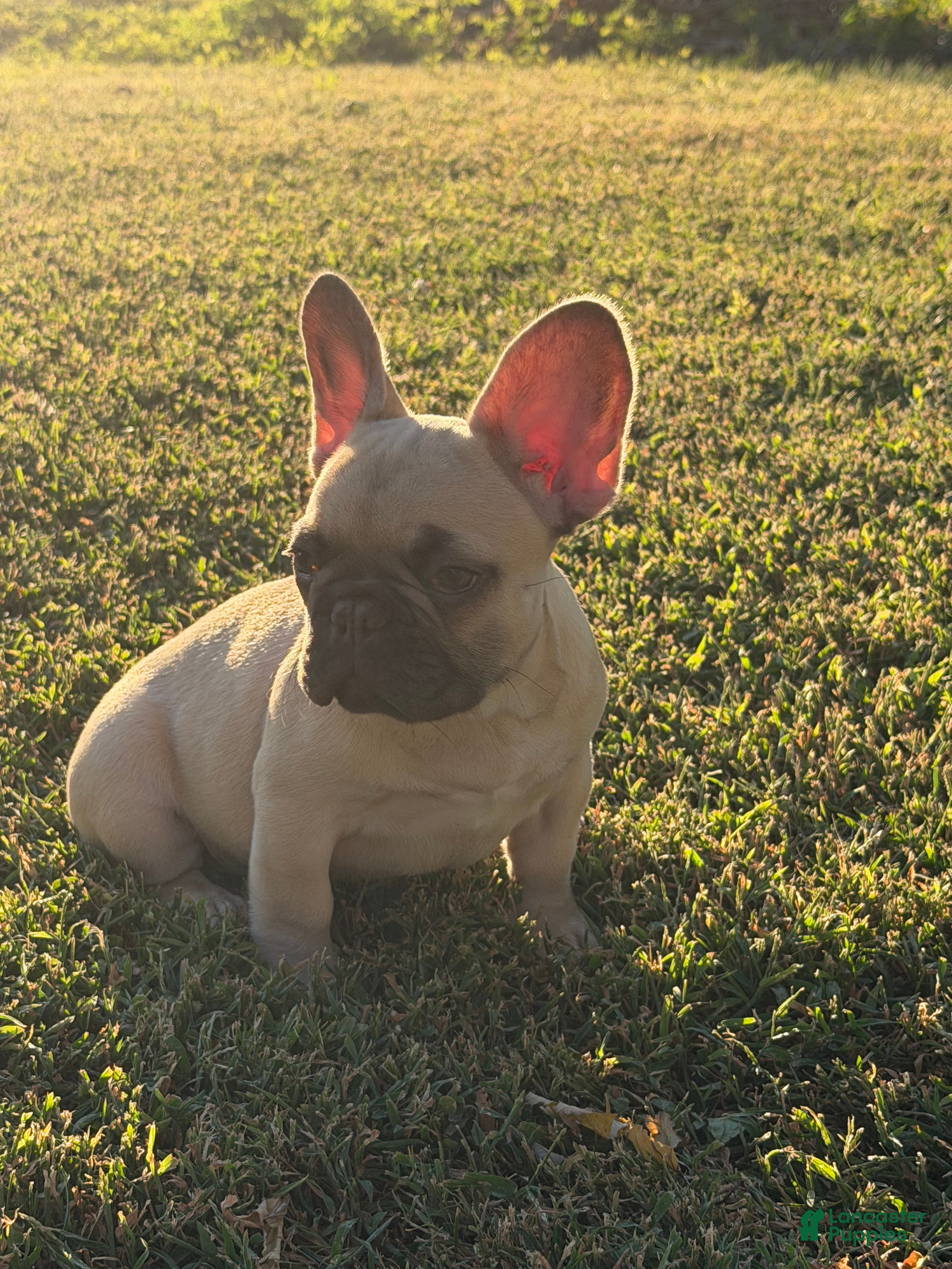 French Bulldog dogs French Bulldog 2 - Ad 2