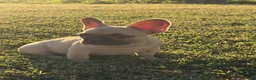 French Bulldog dogs for sale: French Bulldog 2 - Ad 2