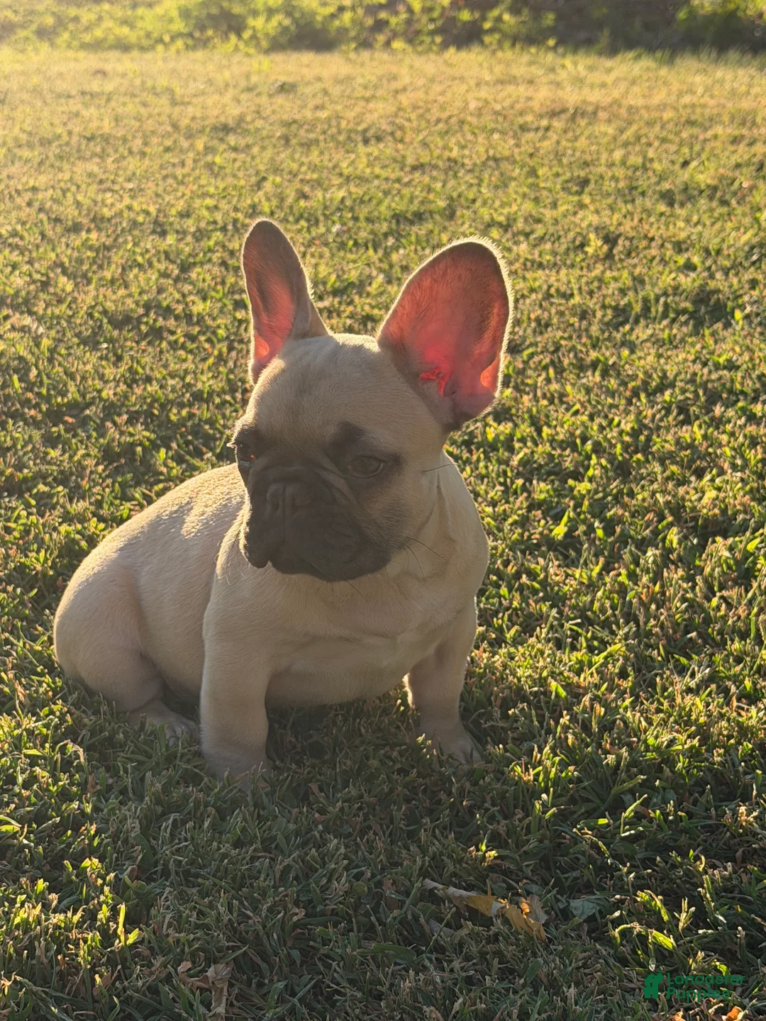 French Bulldog dogs for sale: French Bulldog 2 - Ad 2