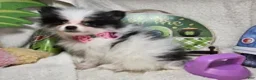 Pomeranian dogs for sale: Iryss the Princess [ 5 lb Party] - Ad 4