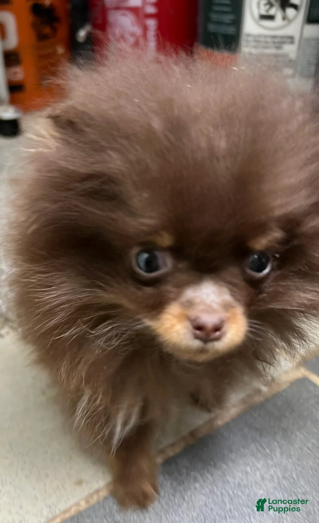 Pomeranian dogs for sale: Pomeranian Puppy 1 - Ad 6