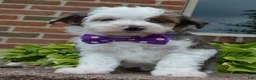 Mini Aussiedoodle dogs for sale: Mini Aspen - Ad 14