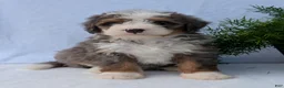 Mini Bernedoodle dogs for sale: Mini Bodie  - Ad 12
