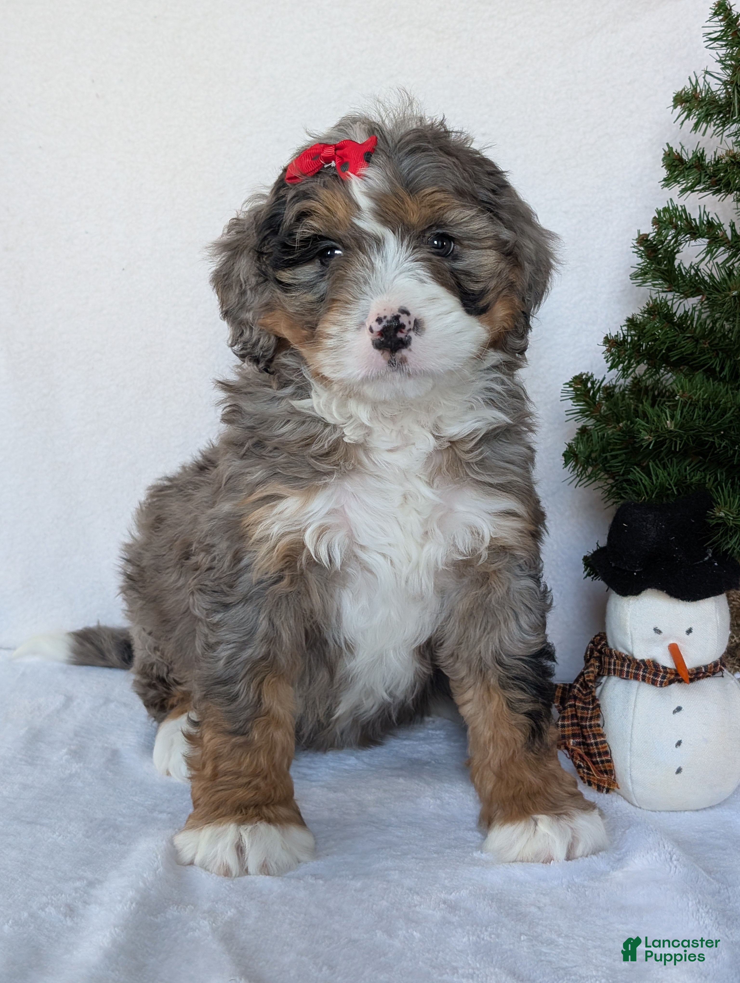 Mini Bernedoodle dogs Mini Baker - Ad 12