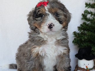 Mini Bernedoodle dogs Mini Baker - Ad 5