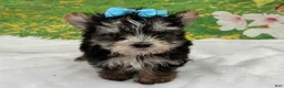 Morkie dogs for sale: Karl - Ad 4