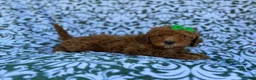 Cavapoo dogs for sale: Ava - Ad 1