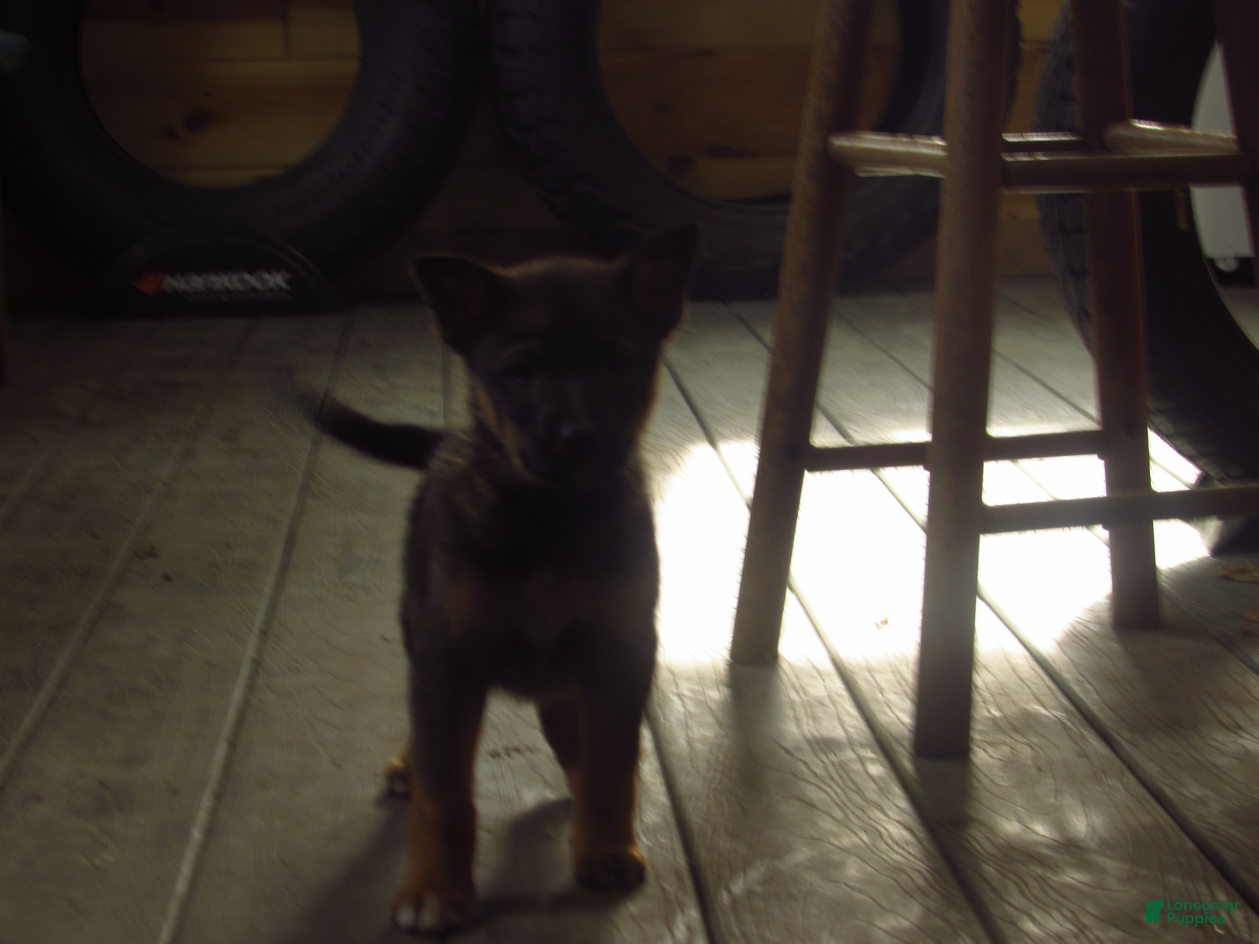 Mixed Breed dogs Kia - Ad 31