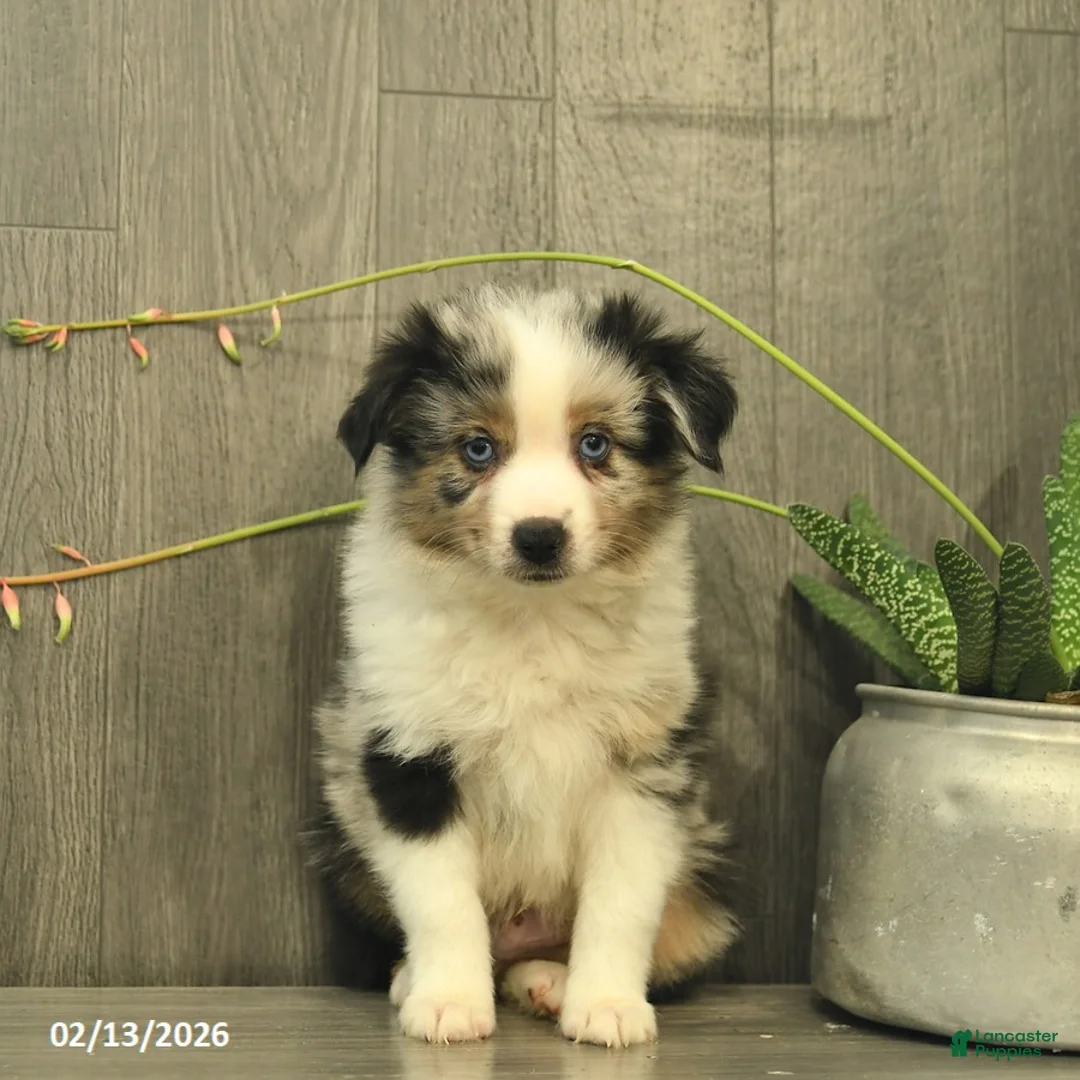 Miniature Australian Shepherd dogs for sale: Cheif  - Ad 3