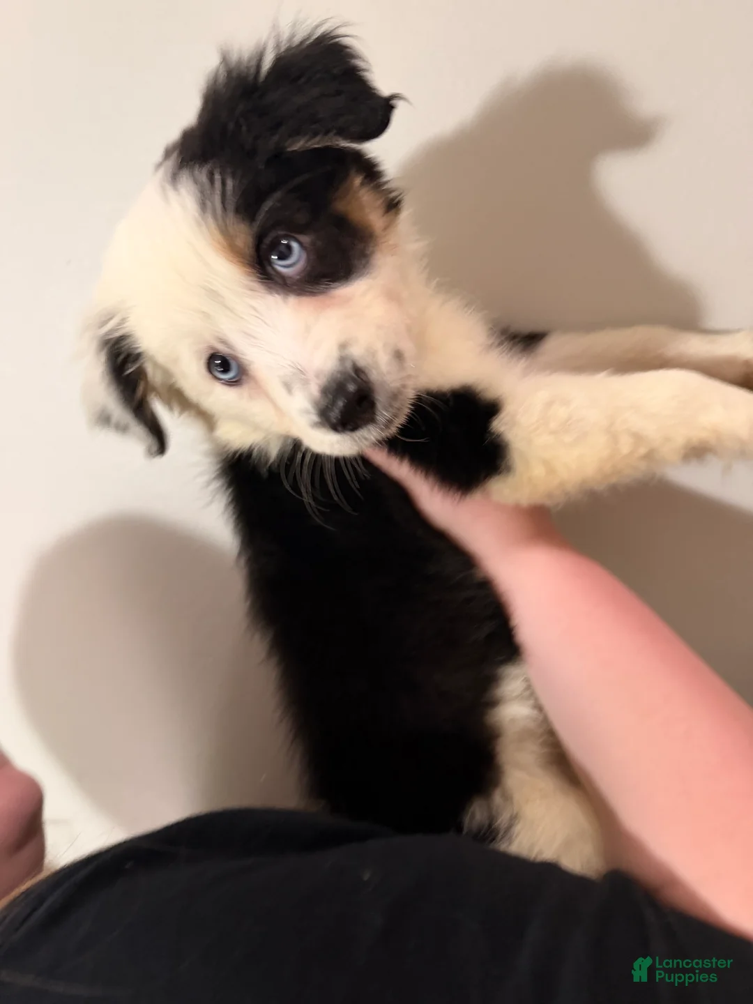 Border Collie dogs for sale: Border Collie 1 - Ad 2