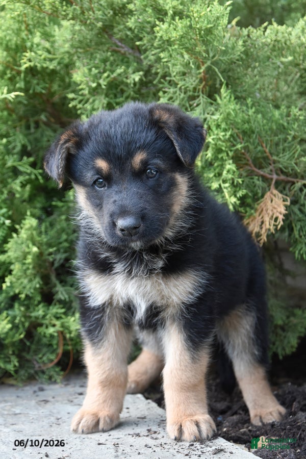Mixed Breed dogs Kenny - Ad 1
