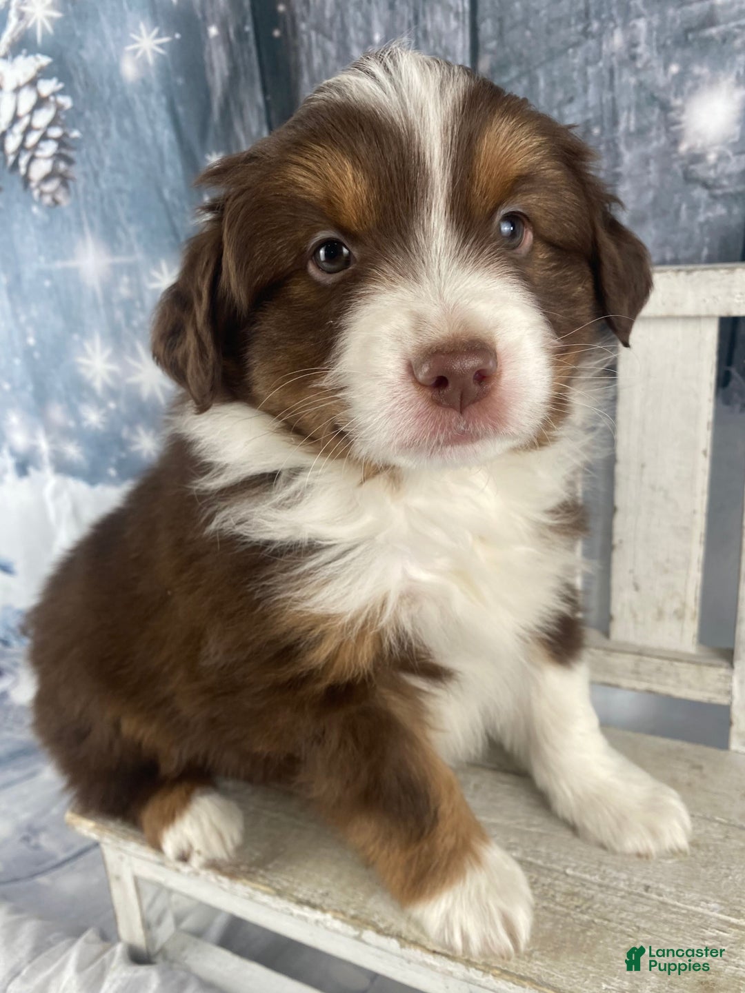 Australian Shepherd dogs for sale: Boone - Ad 1