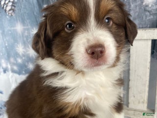 Australian Shepherd dogs Boone - Ad 8