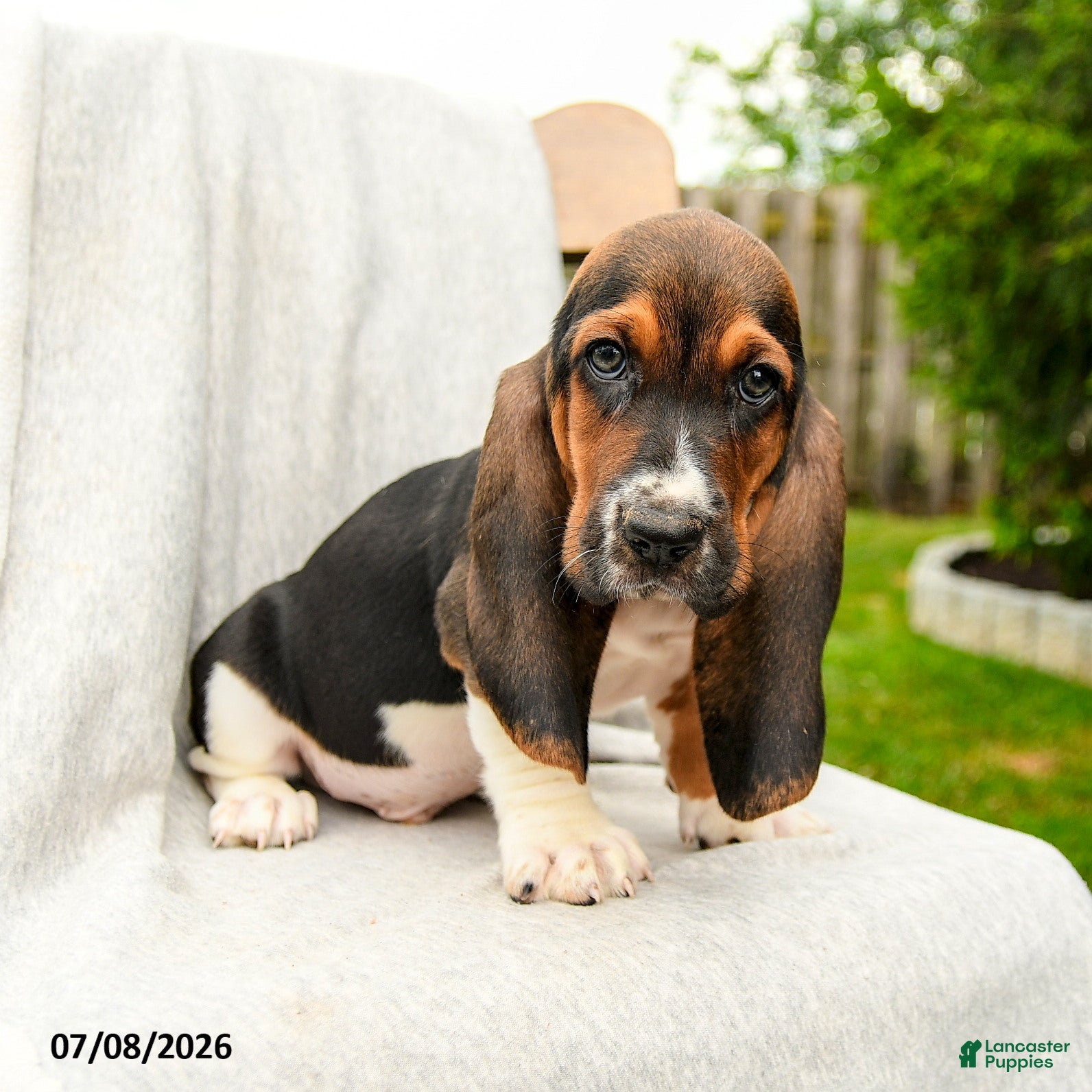 Basset Hound dogs Baylen - Ad 1