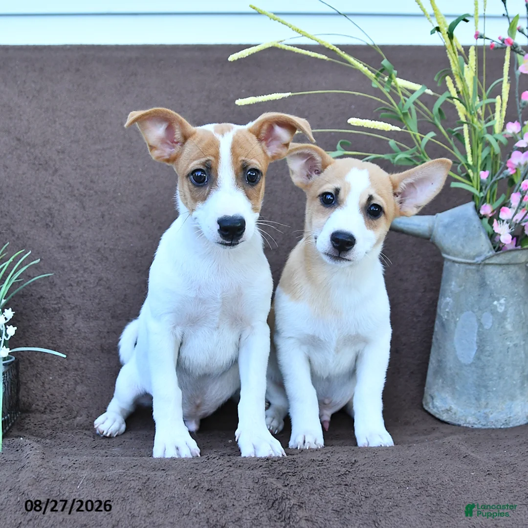 Jack Russell Terrier dogs for sale: Archie - Ad 3
