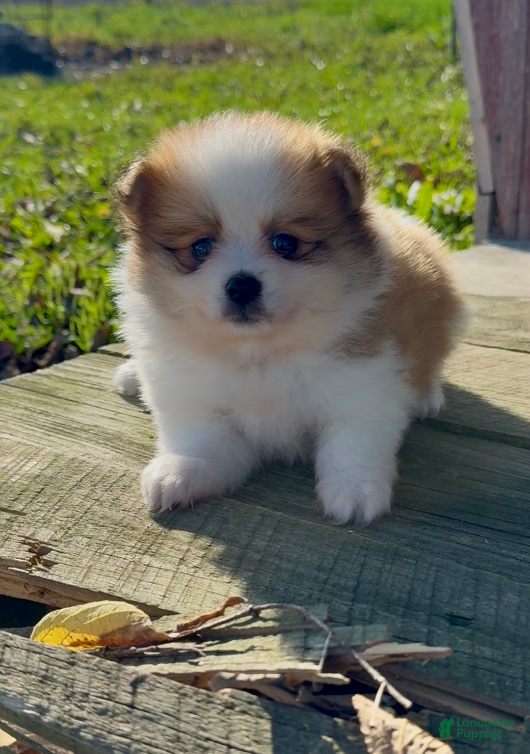 Pomeranian dogs for sale: Paris - Ad 2