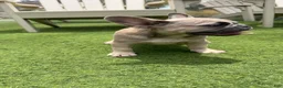 French Bulldog dogs for sale: Lilly - Ad 1