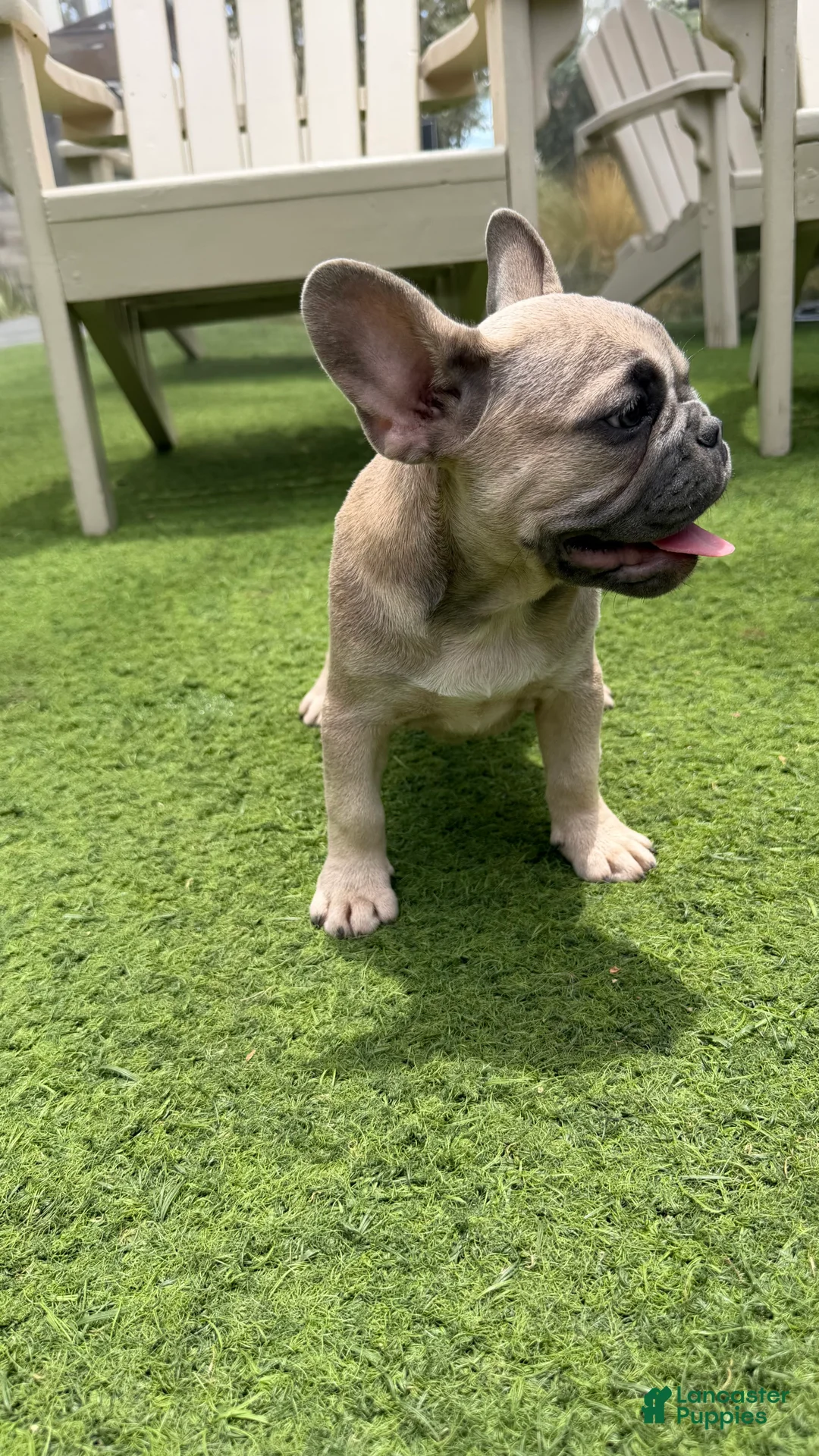 French Bulldog dogs for sale: Lilly - Ad 1