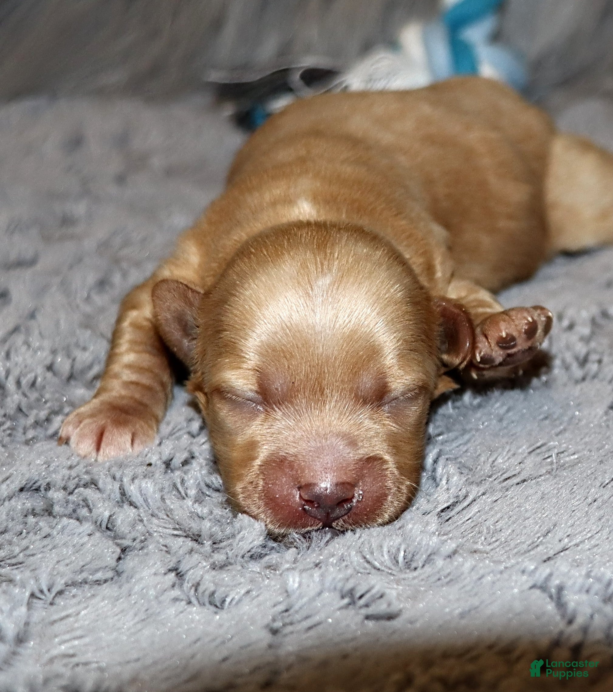 Havapoo dogs Phoenix 💙 Minature - Ad 1